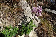 32 Fiore di frassinella fiorito fuori stagione